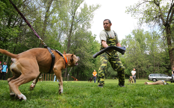 Duna Dog Center kutyiskola születésnapja - fotó: Ónodi Zoltán