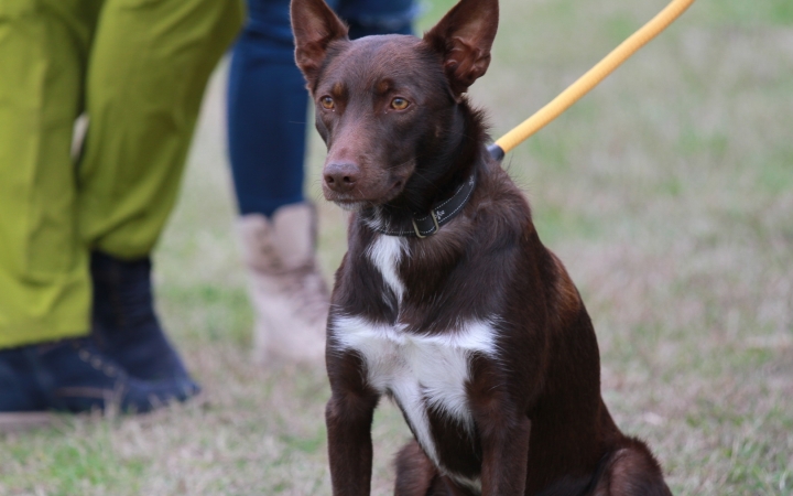 Hard Dog Race Dunaújvárosban - fotó: 