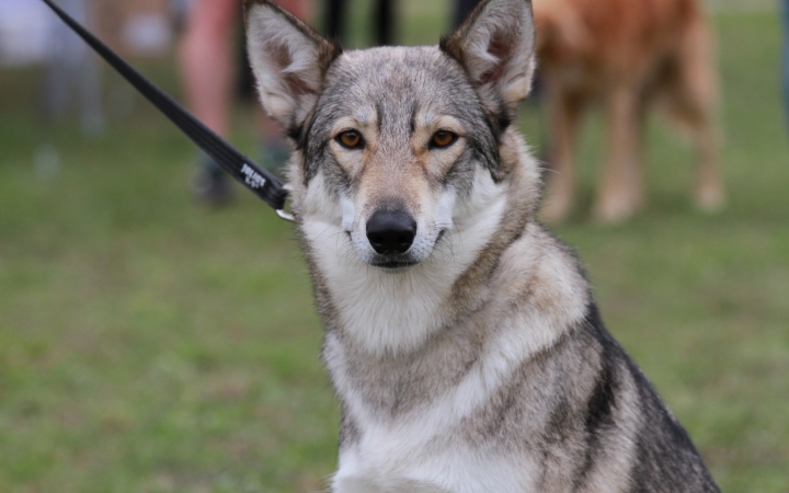 Hard Dog Race Dunaújvárosban - fotó: 