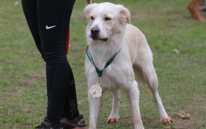 Hard Dog Race Dunaújvárosban - fotó: 