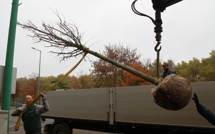 Faültetés a Vasmű úton - fotó: 