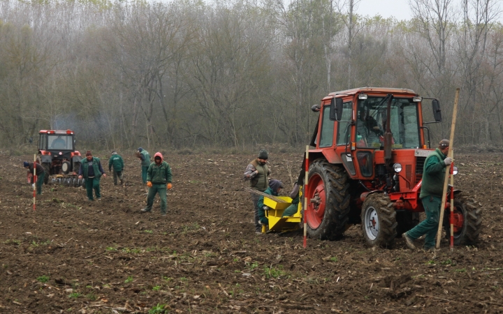 Erdősítés a Schalbert-szigeten - fotó: 