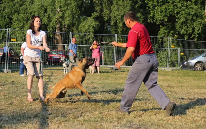 DUDIK- Őrző- védő szituációs bemutató - fotó: Ónodi Zoltán