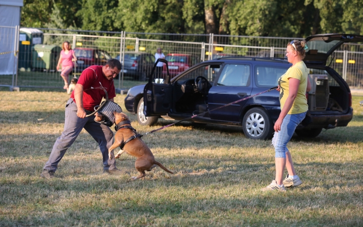 DUDIK- Őrző- védő szituációs bemutató - fotó: Ónodi Zoltán