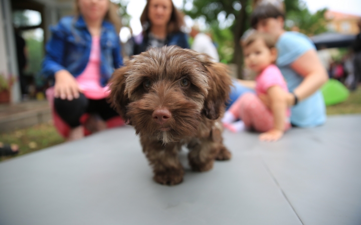 Útkeresés Segítő Szolgálat: Játékfesztivál (2022) - fotó: 