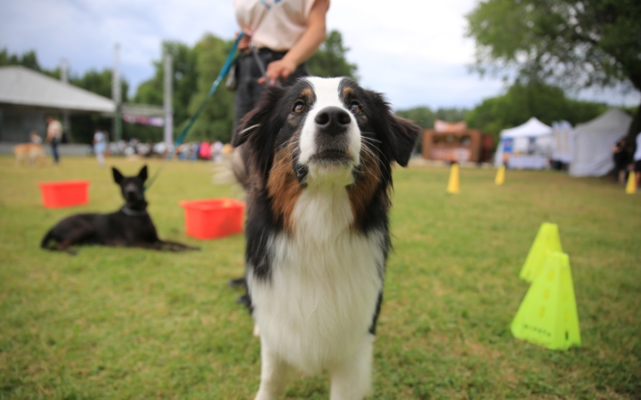 I. Duna Dog Center Fesztivál - fotó: 