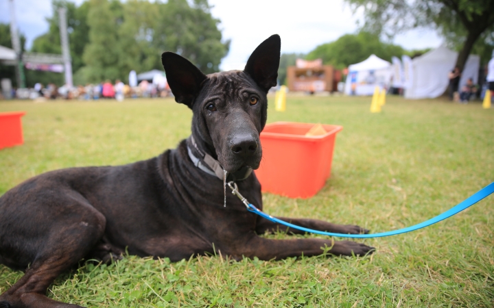 I. Duna Dog Center Fesztivál - fotó: 