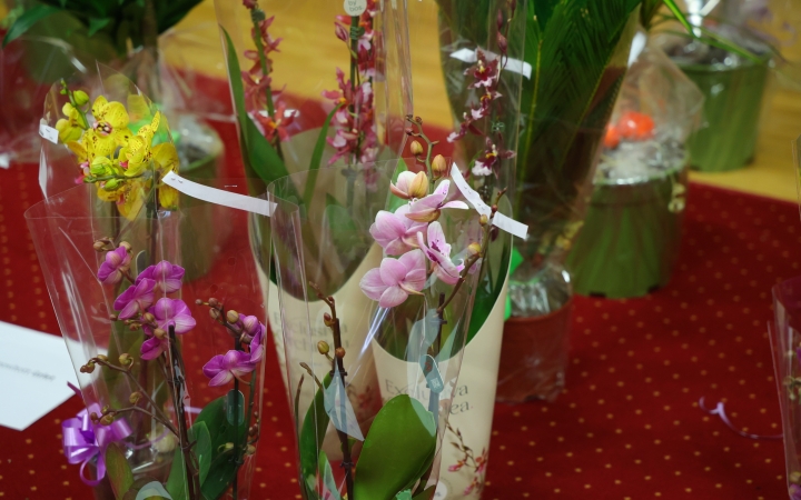 Virágos Dunaújvárosért (2025) - fotó: 