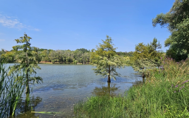 "Dunaújváros fái négy évszakban" fotópályázat nyári ciklusa - fotó: 