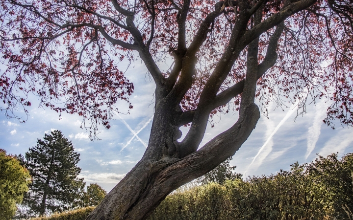 "Dunaújváros fái a négy évszakban" fotópályázat nyári ciklusa - fotó: 