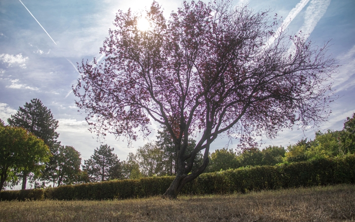 "Dunaújváros fái a négy évszakban" fotópályázat nyári ciklusa - fotó: 