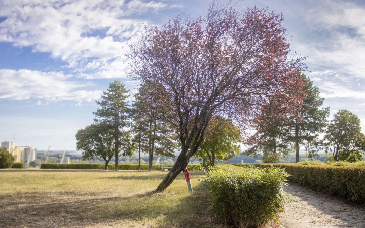 "Dunaújváros fái a négy évszakban" fotópályázat nyári ciklusa - fotó: 