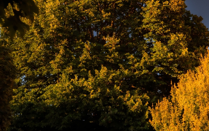 "Dunaújváros fái a négy évszakban" fotópályázat nyári ciklusa - fotó: 