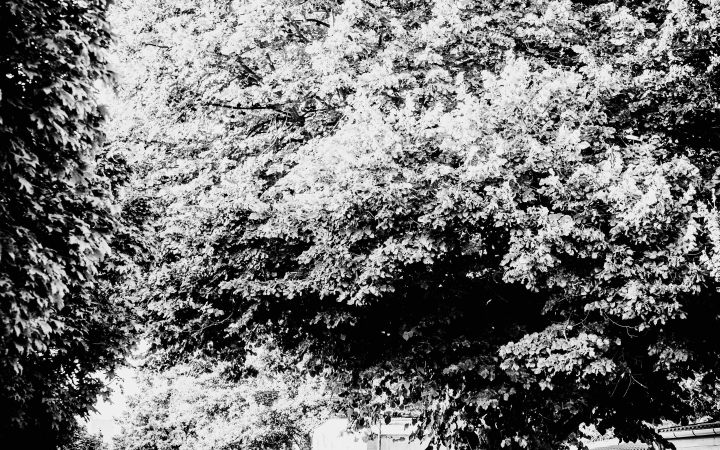 "Dunaújváros fái a négy évszakban" fotópályázat nyári ciklusa - fotó: 