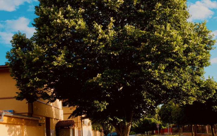 "Dunaújváros fái a négy évszakban" fotópályázat nyári ciklusa - fotó: 