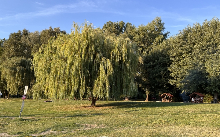 "Dunaújváros fái a négy évszakban" fotópályázat nyári ciklusa - fotó: 
