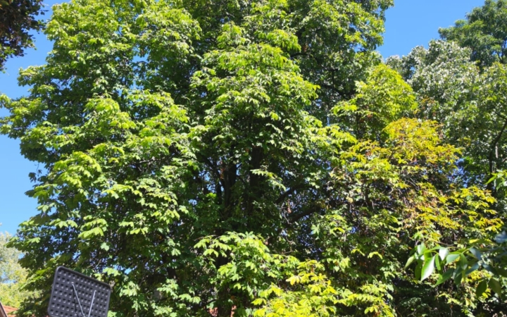 "Dunaújváros fái a négy évszakban" fotópályázat nyári ciklusa - fotó: 