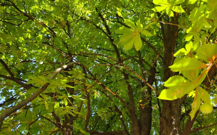 "Dunaújváros fái a négy évszakban" fotópályázat nyári ciklusa - fotó: 