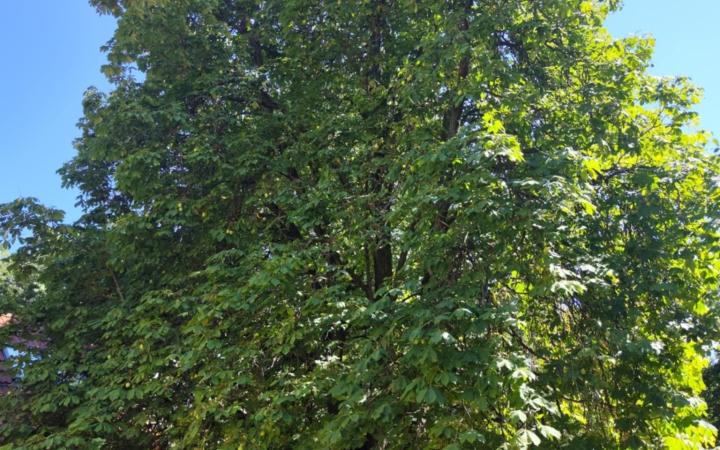 "Dunaújváros fái a négy évszakban" fotópályázat nyári ciklusa - fotó: 