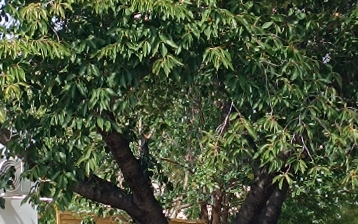 "Dunaújváros fái a négy évszakban" fotópályázat nyári ciklusa - fotó: 