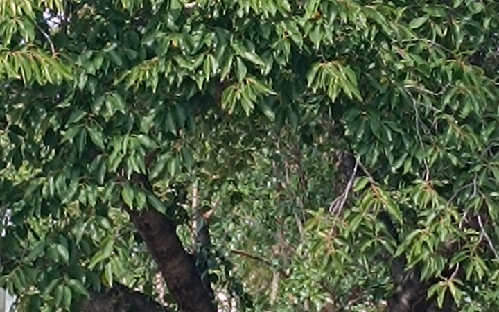 "Dunaújváros fái a négy évszakban" fotópályázat nyári ciklusa - fotó: 