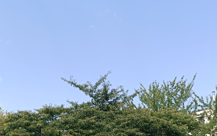 "Dunaújváros fái a négy évszakban" fotópályázat nyári ciklusa - fotó: 