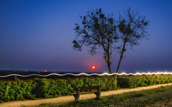 "Dunaújváros fái a négy évszakban" fotópályázat nyári ciklusa - fotó: 