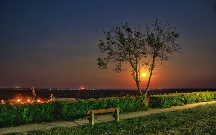 "Dunaújváros fái a négy évszakban" fotópályázat nyári ciklusa - fotó: 