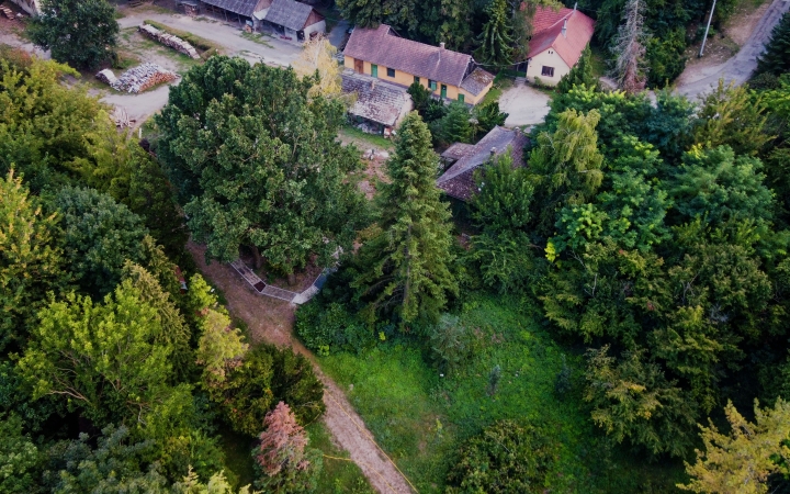 "Dunaújváros fái a négy évszakban" fotópályázat nyári ciklusa - fotó: 