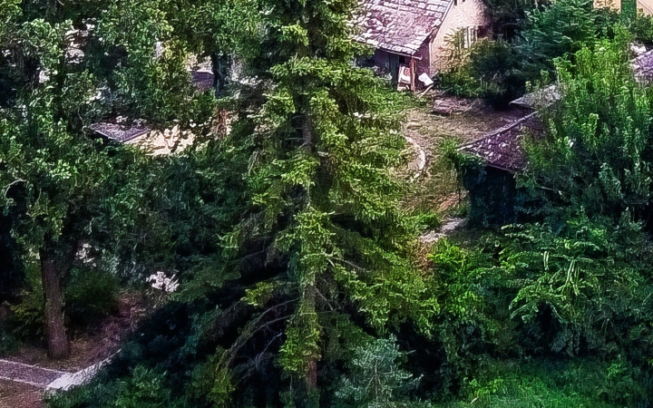 "Dunaújváros fái a négy évszakban" fotópályázat nyári ciklusa - fotó: 