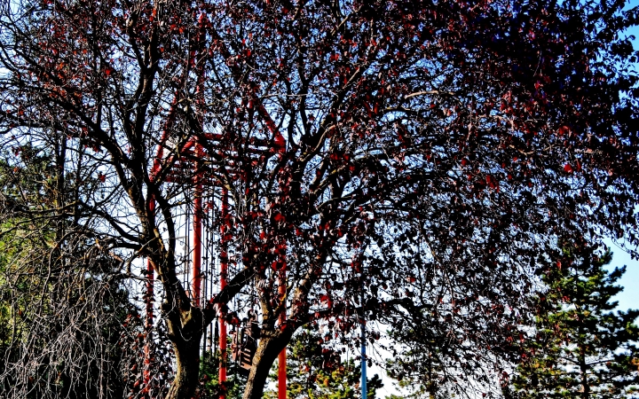 "Dunaújváros fái a négy évszakban" fotópályázat nyári ciklusa - fotó: 