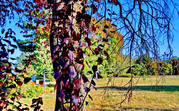 "Dunaújváros fái a négy évszakban" fotópályázat nyári ciklusa - fotó: 