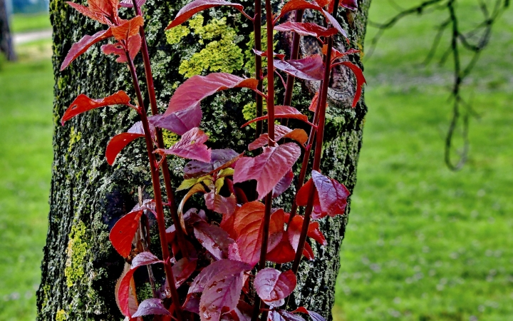 "Dunaújváros fái a négy évszakban" fotópályázat nyári ciklusa - fotó: 