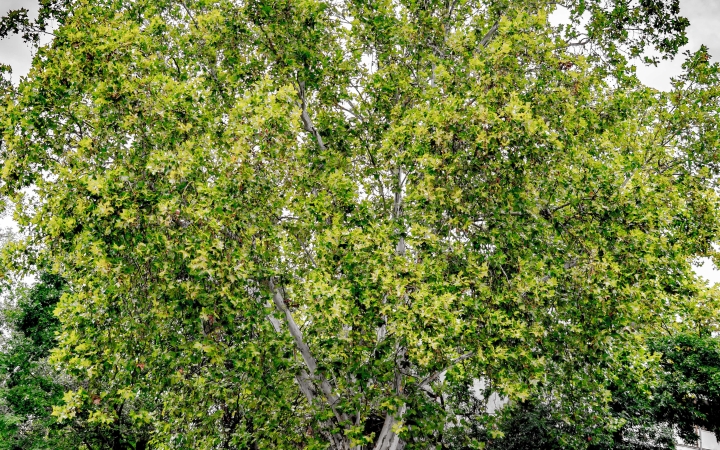 "Dunaújváros fái a négy évszakban" fotópályázat nyári ciklusa - fotó: 