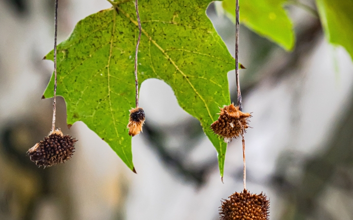 "Dunaújváros fái a négy évszakban" fotópályázat nyári ciklusa - fotó: 