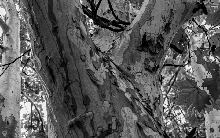 "Dunaújváros fái a négy évszakban" fotópályázat nyári ciklusa - fotó: 