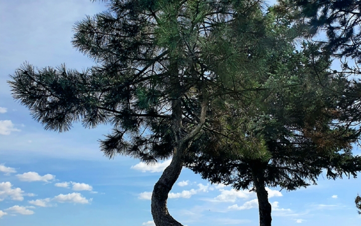 "Dunaújváros fái a négy évszakban" fotópályázat nyári ciklusa - fotó: 