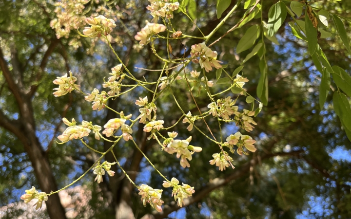 "Dunaújváros fái a négy évszakban" fotópályázat nyári ciklusa - fotó: 