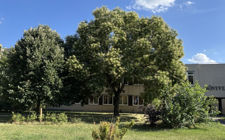 "Dunaújváros fái a négy évszakban" fotópályázat nyári ciklusa - fotó: 