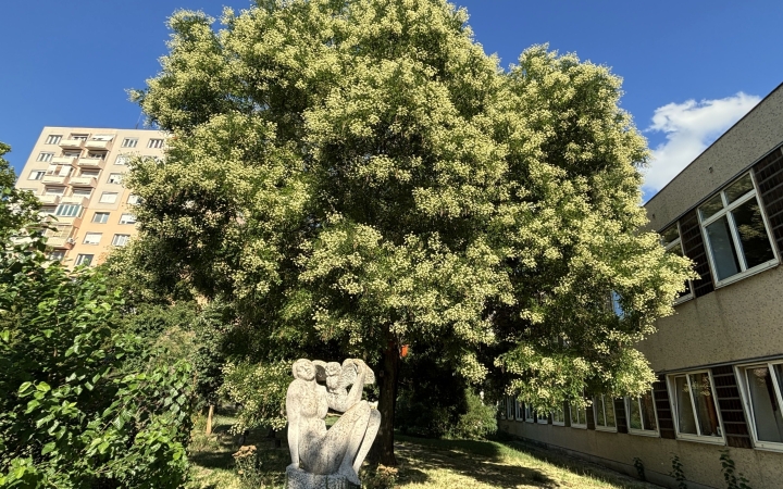 "Dunaújváros fái a négy évszakban" fotópályázat nyári ciklusa - fotó: 