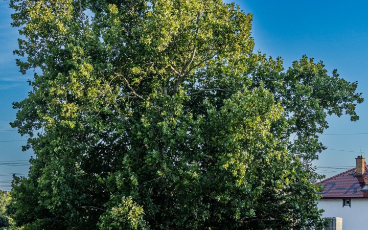 "Dunaújváros fái a négy évszakban" fotópályázat nyári ciklusa - fotó: 