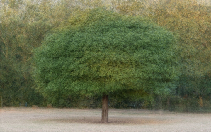 "Dunaújváros fái a négy évszakban" fotópályázat nyári ciklusa - fotó: 