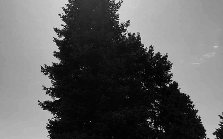 "Dunaújváros fái a négy évszakban" fotópályázat nyári ciklusa - fotó: 