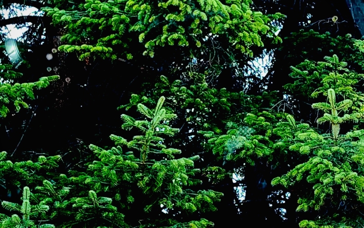 "Dunaújváros fái a négy évszakban" fotópályázat nyári ciklusa - fotó: 