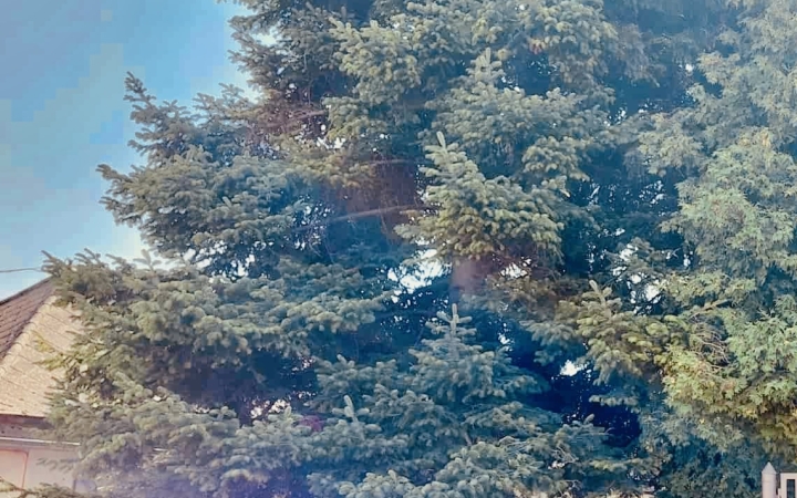 "Dunaújváros fái a négy évszakban" fotópályázat nyári ciklusa - fotó: 