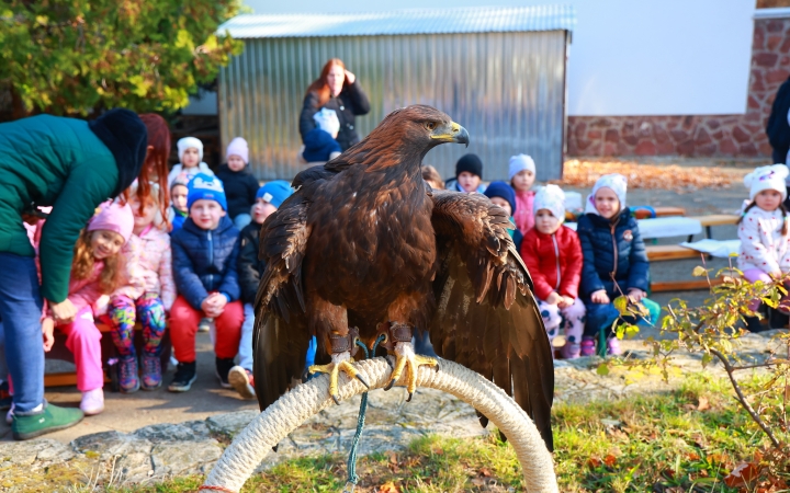 Ragadozó madarak az ovisok fölött - fotó: 