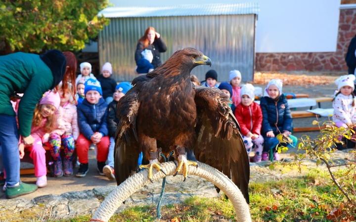 Ragadozó madarak az ovisok fölött - fotó: 