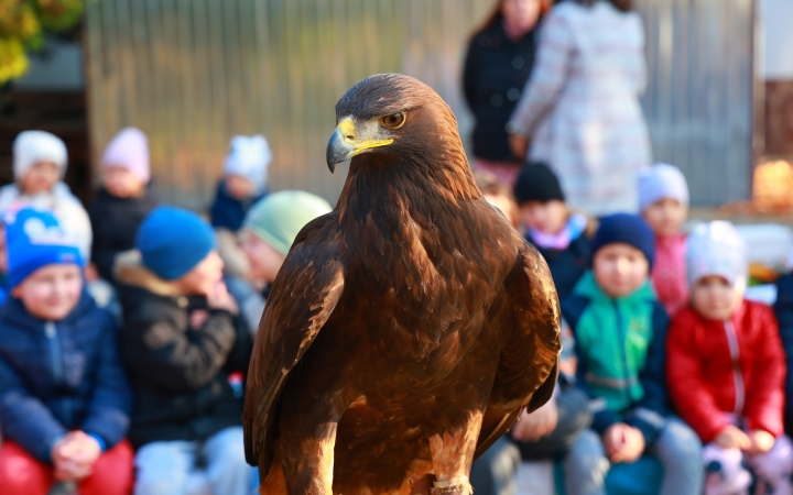 Ragadozó madarak az ovisok fölött - fotó: Ragadozó madarak az ovisok fölött - fotó: