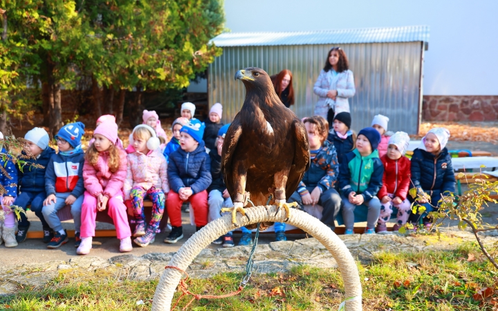 Ragadozó madarak az ovisok fölött - fotó: Ragadozó madarak az ovisok fölött - fotó: