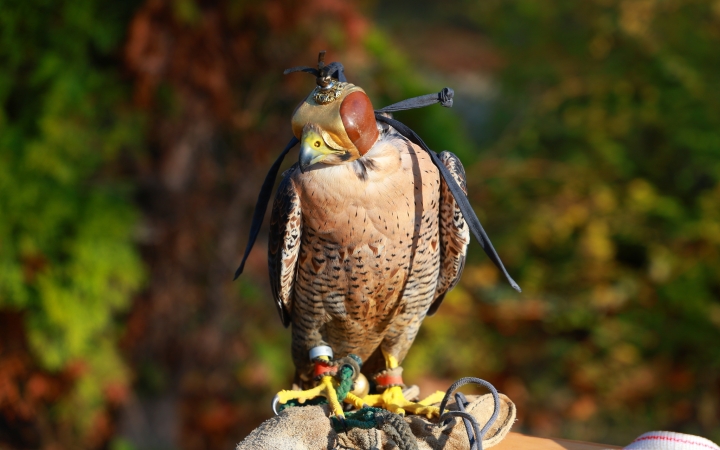 Ragadozó madarak az ovisok fölött - fotó: Ragadozó madarak az ovisok fölött - fotó: